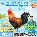 三德子好甄选散养青年大公鸡 净重4-5斤 200天左右土鸡肉整鸡生鲜