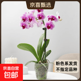 年宵花春节蝴蝶兰盆栽花苗桌面装饰花卉植物四季好养绿植过年货 粉色系蝴蝶兰-裸苗（带花苞+半开放）