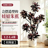 叹为观止大型盆栽金钱榕百合竹金钱树发财树清香木办公室内落地款中型植物 紫气东来【1.5-1.7米】圆柱盆 含盆