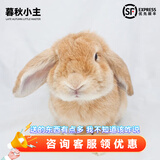 暮秋小主血统宠物兔垂耳兔活体大型安哥拉长毛迷你侏儒猫猫兔活物已做疫苗 单血统卡其色垂耳兔（公母备注）