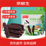 京鲜生云南版纳紫拇指小玉米500g 非转基因甜糯玉米棒手指玉米宝宝早餐