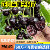 欧悟【买2颗送1颗】嫁接车厘子树苗大樱桃树苗盆栽果树苗木南北方种植 黑珍珠车厘子树苗 6年苗当年结果