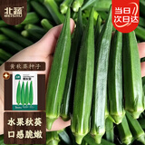 北蔬 秋葵种子苗不易老农家阳台小院夏四季种蔬菜籽 黄秋葵种子120粒