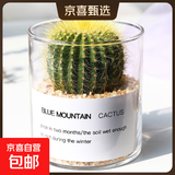【端午节特价】多肉粽叶艾草植物仙人掌盆栽室内肉肉仙人球小盆栽 金冠+玻璃盆+黄金砂+营养土 含盆