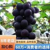 欧悟【买2颗送1颗】嫁接葡萄树苗 南北方种植盆栽地栽庭院阳台果树苗 巨峰葡萄 六年大苗当年结果