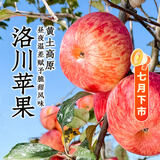 东方甄选洛川苹果脆甜多汁富士苹果新鲜水果坏果包赔 4斤-8.5装 4斤 （特小果 150g+ 11-14个）