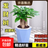发财树盆栽鲜花绿植物办公室内吸甲醛绿萝文竹水培易养摆件盆景 三杆发财树+高档蓝色吸水盆