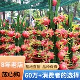 欧悟【买2颗送1颗】火龙果苗南方北方庭院阳台盆栽地栽红心火龙果树苗 红心 四年苗（当年结果）