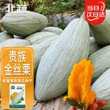 北蔬 南瓜种子苗新疆金丝栗丑瓜甜糯板栗味蔬菜种籽 贵族南瓜种子20粒