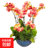 双花剑蝴蝶兰盆栽兰花大苗带花剑带花苞四季开花室内花好养易成活 6.公主--双花剑发货 塑料盆栽好
