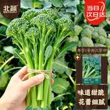 北蔬西兰苔种子苗清甜脆嫩家庭四季阳台蔬菜籽 西兰苔种子100粒x3包