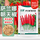北蔬 朝天椒种子苗超辣小米辣椒四季蔬菜籽 萨兰娜朝天椒种子100粒