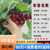 欧悟 正宗车厘子树苗 嫁接大樱桃苗盆栽地栽果树苗庭院阳台南北方种植 布鲁克斯樱桃【粗2cm带分枝】