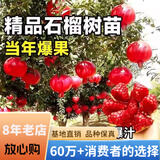 欧悟石榴树树苗蒙阳红软籽无籽石榴树苗南北方庭院阳台盆栽地栽果树苗 软籽石榴苗6年苗结果多 70cm(含)-150cm(含)