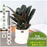 叹为观止18种吊兰任你选金边吊兰各种盆栽花卉客厅垂吊桌面植物净化空气 橡皮树【陶瓷盆】 含盆