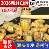 莲山九鲜山东大号金蝉知了猴 生鲜冷冻生爬叉知了龟 非熟食烧烤食材冷链 大号白蝉100只装（新货）