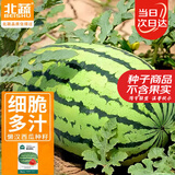 北蔬 懒汉西瓜种子种苗巨型特大超甜水果种籽 懒汉西瓜种子约50粒