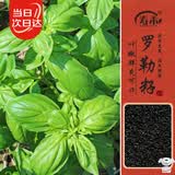 寿禾罗勒种子苗食用香草绿色盆栽种植香草种籽 潍丰寿艺罗勒种子5g