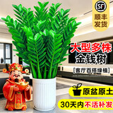 叹为观止大型植物发财树各种大颗盆栽开业乔迁客厅办公室内好养大型花卉 金钱树【80厘米-1米】 含盆