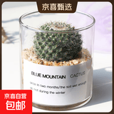 【端午节特价】多肉粽叶艾草植物仙人掌盆栽室内肉肉仙人球小盆栽 玉翁+玻璃盆+黄金砂+营养土 含盆