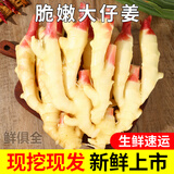 新中阿山东嫩姜新鲜仔姜子姜红芽生姜现挖姜芽糖醋姜泡姜蔬菜非小黄姜 1000g丨山东嫩姜产地直发