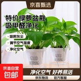 特价绿萝盆栽室内客厅办公室吸甲醛净化空气水培植物绿植花卉好养 【经典2盆】绿萝+早安吸水盆 整体含盆高度20-25cm
