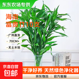【限时优惠】富贵竹水培节节高室内绿植客厅招财植物鲜花卉好养 【东东农场专供】绿色水培富贵竹70cm10枝
