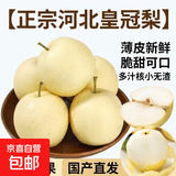 【正宗河北皇冠梨】薄皮新鲜脆甜非雪花梨香梨秋月梨一整箱 河北皇冠梨2斤装（净重1.6斤）【精选大果】