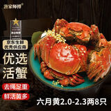 【活蟹】漁家师傅优选大闸蟹六月黄2-2.3两8只 去绳足重鲜活螃蟹生鲜水产礼盒 源头直发