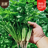 北蔬 香菜种子苗小叶芫荽夏秋阳台盆栽蔬菜种籽 四季香菜籽种子900粒