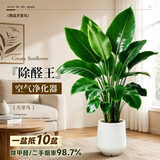 花财主天堂鸟盆栽办公室大型绿植客厅鸭脚木植物家用吸甲醛净化空气好养 5-6天堂鸟1.2-1.3m【梯形盆】