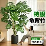 叹为观止大型盆栽金钱榕百合竹金钱树发财树清香木办公室内落地款中型植物 特级老桩龟背竹1.5-1.7米【聚宝盆】 含盆