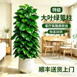 叹为观止大型植物发财树各种大颗盆栽开业乔迁客厅办公室内好养大型花卉 大叶绿萝【1.2-1.4米】 含盆