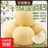 一级果精品赵县皇冠梨酥脆爆汁水果补水当季甜脆冰糖梨 河北皇冠梨带箱9斤装净重8斤单果240g