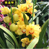 樱霞浓香型兰花建兰墨兰四季开花室内绿植盆栽花卉好养活 黄金甲 8-10苗 带盆栽好发货包活包开花