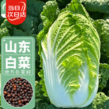 寿禾山东胶州大白菜种子苗夏秋蔬菜籽 山东胶州大白菜种子10g*3袋