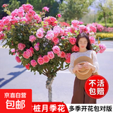 棒棒糖树桩月季花苗树状特大花朵四季开花花卉植物庭院玫瑰花树苗 粉扇【多季循环开花】 粗度：直径2-2.2cm
