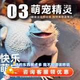 暮秋小主豹纹守宫活体小蜥蜴活物异宠温顺可爱入门新手柠檬霜橘子苗爬宠 超白鬃狮蜥（幼苗亲人）