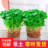 铜钱草水培植物大叶水栽鱼缸水养绿植金钱草小水草客厅室内外花卉 铜钱草盆栽（2盆）