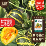 北蔬冰糖子甜瓜种子苗口感似冰糖香瓜果种籽 甜牙冰糖子种子约100粒