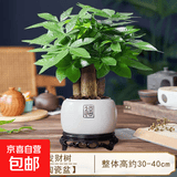 发财树盆栽招财旺宅桌面盆景办公室绿植室内客厅中式禅意四季植物 A级三杆发财树（百福瓷盆+托盘） 含盆+铺面陶粒+营养液