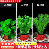 疯狂水草（FKSC）鱼缸水草蜈蚣草鱼缸造景专用真水草懒人水培植物净化水质直接入缸 【火山石】新手易养组合3棵