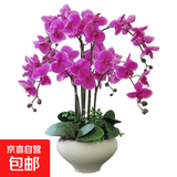 双花剑蝴蝶兰盆栽兰花大苗带花剑带花苞四季开花室内花好养易成活 3.小桃红--双花剑发货 塑料盆栽好