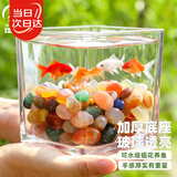 寿禾 玻璃瓶水培植物桌面盆栽加厚透明插花瓶 12*12cm方形水培玻璃瓶