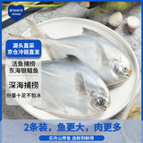 鲜到鲜得 东海银鲳鱼400g/2条装 平鱼 生鲜鱼类 深海鱼 烧烤食材 中秋海鲜