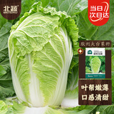北蔬 白菜种子苗北方山东早熟夏秋季蔬菜种籽 胶州大白菜种子约2000粒