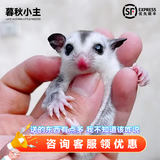 暮秋小主蜜袋鼯活物幼崽小飞鼠会滑翔蜜袋鼠宝宝蜜袋鼬活体宠物鼠活宠 白脸幼蜜【母】