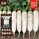 北蔬 白萝卜种子苗甜脆南北方夏秋蔬菜种籽 白玉萝卜种子10g约1200粒