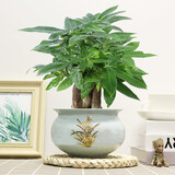 格调生活大号发财树室内三杆陶瓷盆阳台办公好养绿植盆栽花卉招财寓意植物 三杆发财树+蓝色金边兰花陶瓷盆 带盆栽好