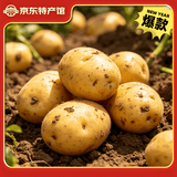 黔婆婆【今年新货】黄心土豆新鲜当季农家自种沙地粉糯黄心鲜土豆马铃薯 【2026新鲜黄皮土豆】重9斤